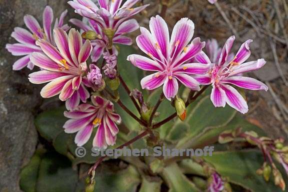 lewisia cotyledon 1 graphic